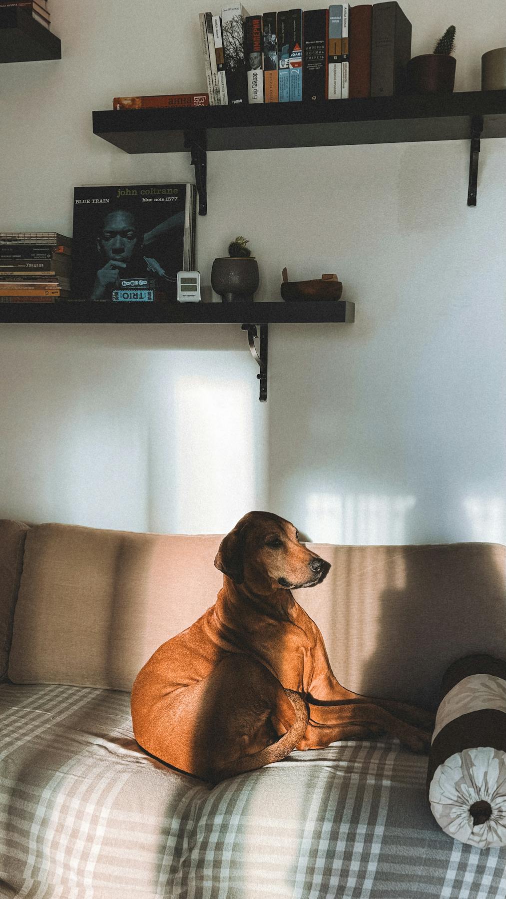 A happy dog relaxing on a cosy couch in a sunlit home — welcome to Play, Paws, Repeat